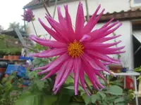 CIMG3262.webp