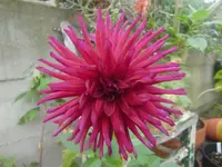 CIMG3273.webp