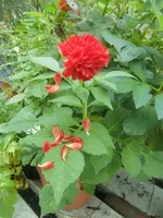 CIMG3344.webp