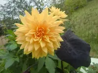 CIMG3343.webp