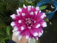 CIMG3346.webp