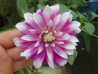 CIMG3347.webp