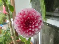 CIMG3252.webp