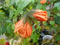 CIMG3265.webp