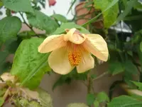 CIMG3280.webp