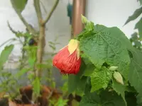 CIMG3282.webp