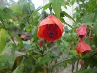 CIMG3264.webp
