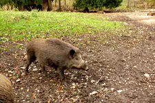wildschwein.webp
