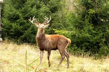 2013_1101Herbst0029 hirsch.webp