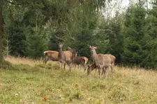 2013_1101Herbst0021.webp