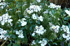 2013_1103Herbst0006 schleifenbl.webp