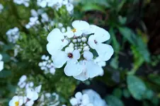 2013_1103Herbst0007 schleifenblume.webp