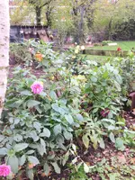 image.webp
