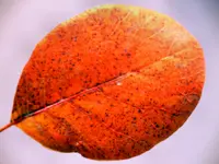 roter Oerückenstrauch.webp