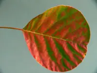 gelbgrüner Perückenstrauch.webp