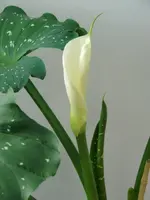 CIMG3536.webp