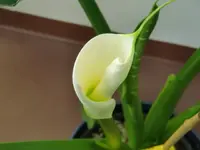 CIMG3532.webp