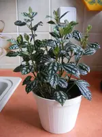 Peperomia2.webp