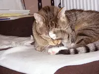 nichtKnipsen.webp