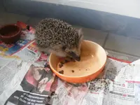 Igel 6.11.2013.webp
