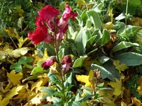 SAM_2448.webp