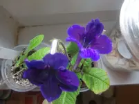 CIMG3500+-+Kopie.webp