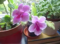 CIMG3501+-+Kopie.webp