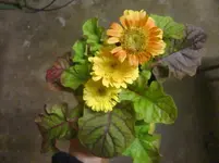 CIMG3508+-+Kopie.webp