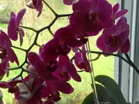 SAM_2453.webp