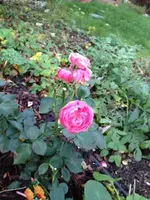 IMG_1061.webp