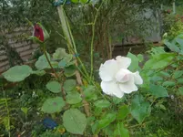CIMG3439.webp