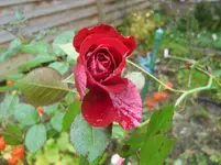 CIMG3446.webp
