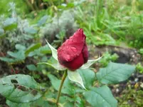 CIMG3464.webp