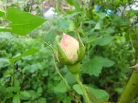 CIMG3468.webp