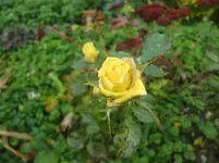 CIMG3479.webp