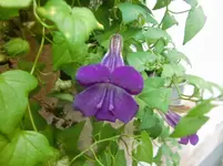 CIMG3437.webp