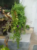 CIMG3438.webp
