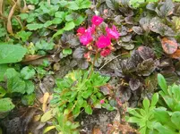 CIMG3476.webp