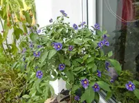 CIMG3436.webp