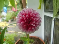 CIMG3432.webp
