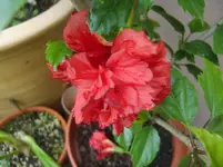 CIMG3426.webp
