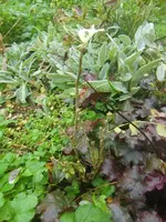 CIMG3485.webp