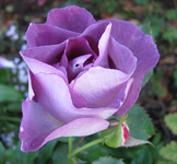 Blue for you.webp