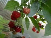 Himbeere1.webp