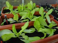 Kopfsalat.webp