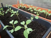 Pak Choi.webp