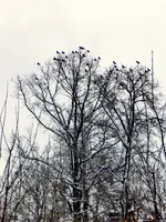 Krähenbäme_7641.webp