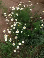 004.webp