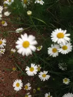 003.webp