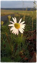 Letzte Blüte.webp